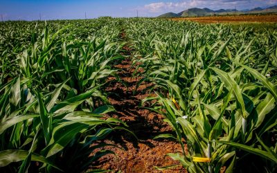 Semilleras corren contra el reloj por el coronavirus