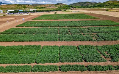 Collaboration and Growth: 30 Years of Cultivating Puerto Rico’s Future